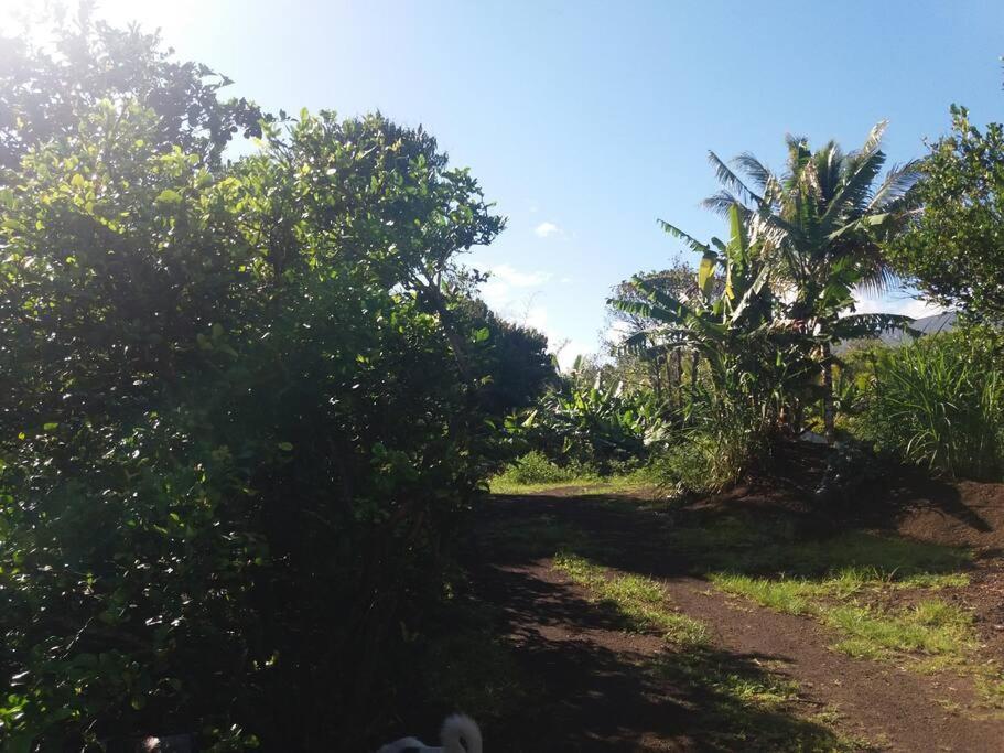 Location Saisonniere Le Clos Des Agrumes Sainte Anne Luaran gambar